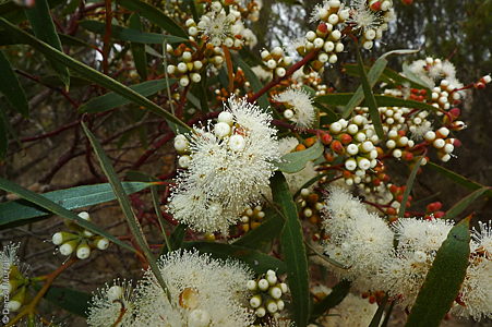 Eucalyptus leptophylla fl Denzel Murfet Milang